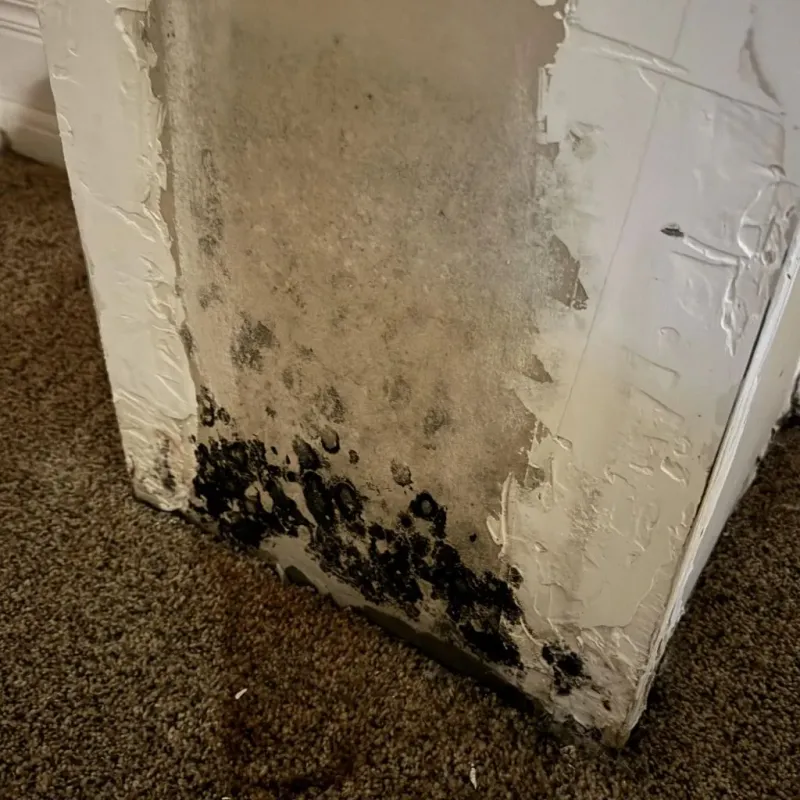 Professional Mold Removal in Trenton, NC